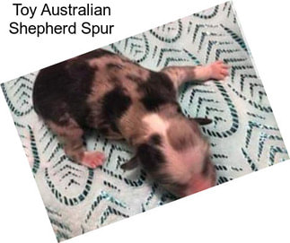 Toy Australian Shepherd Spur