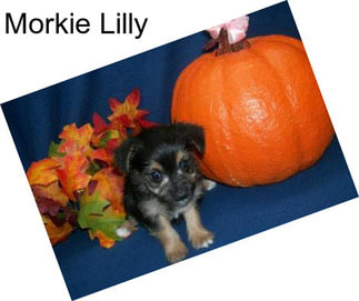 Morkie Lilly