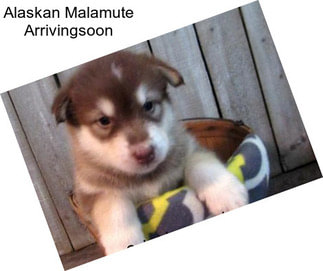 Alaskan Malamute Arrivingsoon