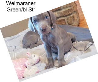 Weimaraner Green/bl Str