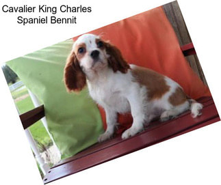 Cavalier King Charles Spaniel Bennit