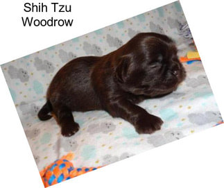 Shih Tzu Woodrow