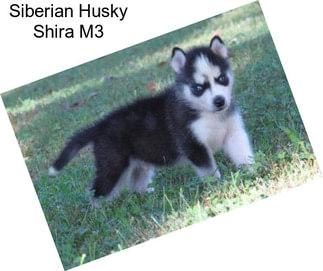 Siberian Husky Shira M3