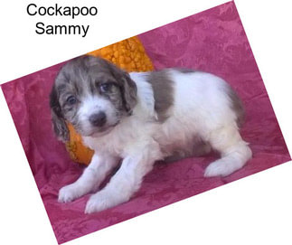 Cockapoo Sammy