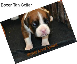 Boxer Tan Collar