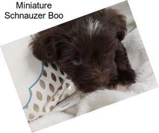 Miniature Schnauzer Boo