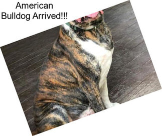American Bulldog Arrived!!!