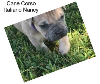 Cane Corso Italiano Nancy