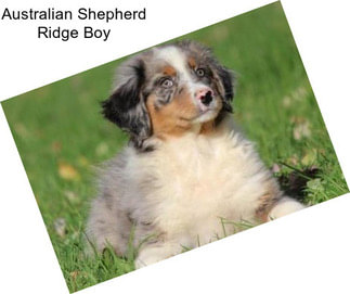 Australian Shepherd Ridge Boy