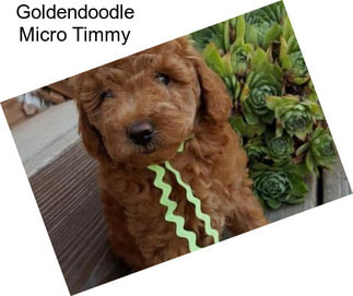 Goldendoodle Micro Timmy