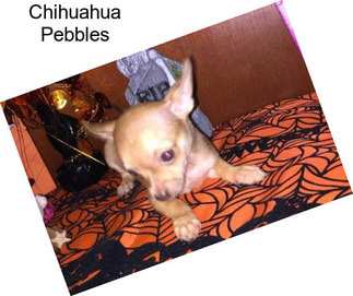 Chihuahua Pebbles