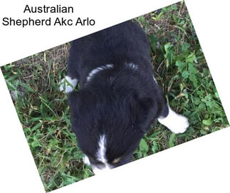 Australian Shepherd Akc Arlo
