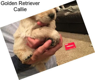 Golden Retriever Callie