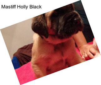 Mastiff Holly Black