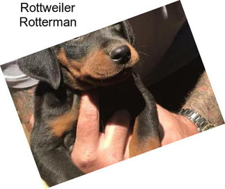 Rottweiler Rotterman