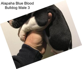 Alapaha Blue Blood Bulldog Male 3