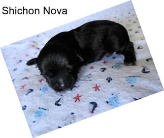 Shichon Nova