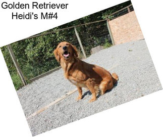 Golden Retriever Heidi\'s M#4