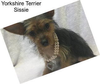 Yorkshire Terrier Sissie