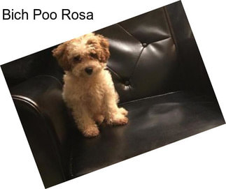 Bich Poo Rosa