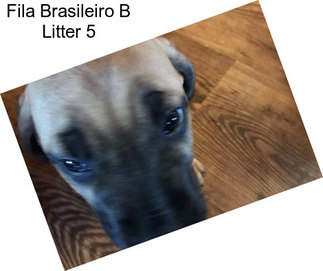 Fila Brasileiro B Litter 5