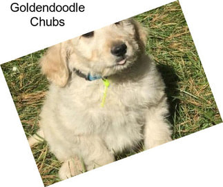 Goldendoodle Chubs