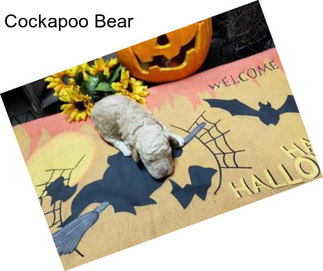 Cockapoo Bear