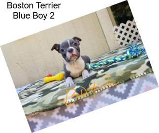 Boston Terrier Blue Boy 2
