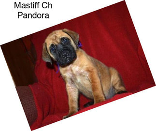 Mastiff Ch Pandora