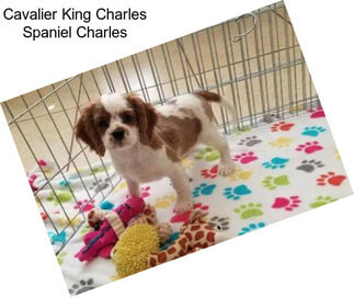 Cavalier King Charles Spaniel Charles