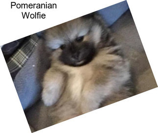 Pomeranian Wolfie