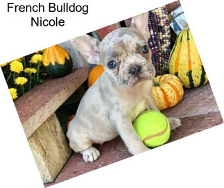 French Bulldog Nicole
