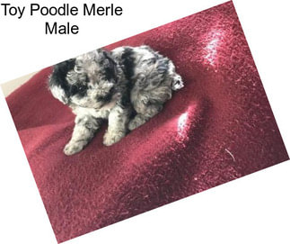 Toy Poodle Merle Male