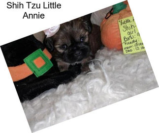 Shih Tzu Little Annie