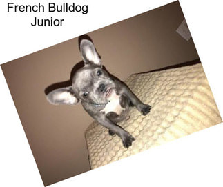 French Bulldog Junior