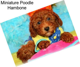 Miniature Poodle Hambone