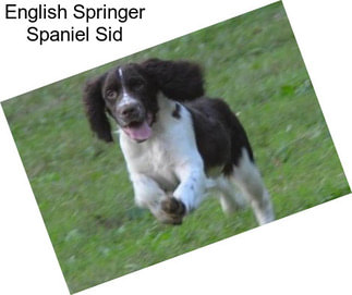 English Springer Spaniel Sid