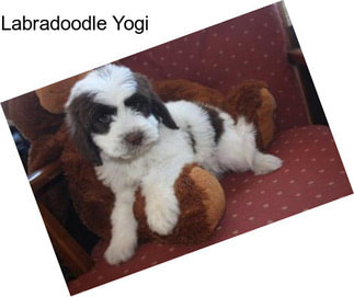 Labradoodle Yogi