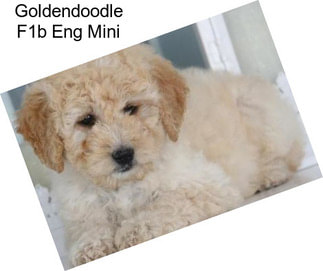 Goldendoodle F1b Eng Mini