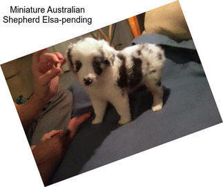 Miniature Australian Shepherd Elsa-pending