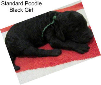 Standard Poodle Black Girl