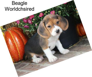 Beagle Worldchsired