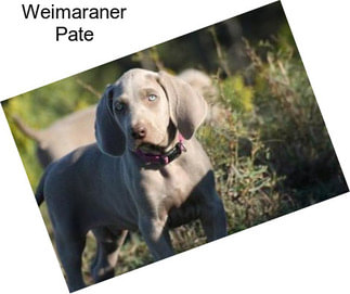 Weimaraner Pate