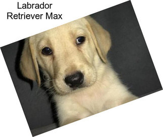 Labrador Retriever Max