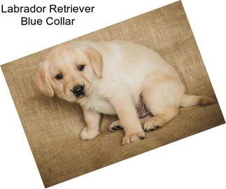 Labrador Retriever Blue Collar