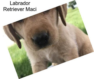 Labrador Retriever Maci