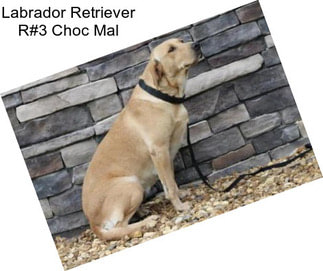 Labrador Retriever R#3 Choc Mal