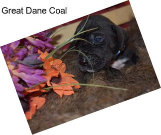 Great Dane Coal