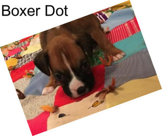 Boxer Dot