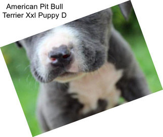 American Pit Bull Terrier Xxl Puppy D
